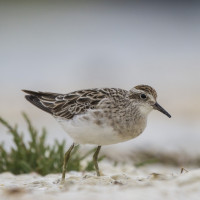 Sharp-tailed Sandpiper